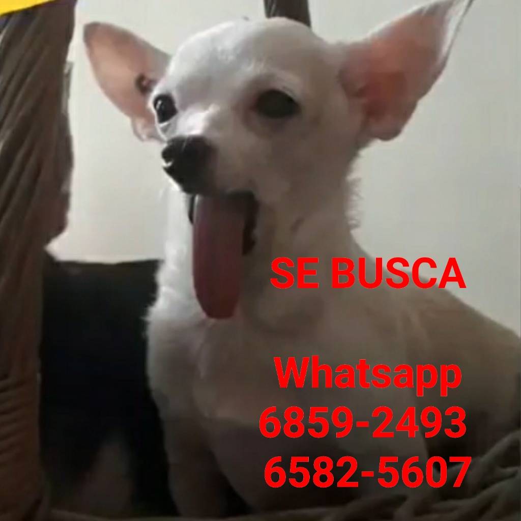 RetenChiriqui's tweet photo. Amigos Buenas tardes; servicio social área David centro , si por casualidad ven, escuchan o saben, se llevaron de casa nuestra Chiwawa "Bebe"; estamos en shock y caos sin ella.
Agradecemos cualquier ayuda posible. Gracias https://t.co/s0suDUcNjR