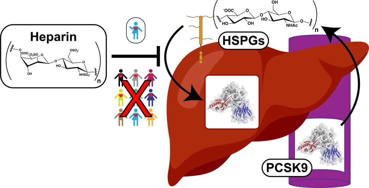atvbahajournals's tweet photo. Can heparin alter plasma PCSK9 levels? Animals studies suggest yes, but human data from @JChorba lab makes us think twice https://t.co/4gJIGHklee https://t.co/Ho0kLvZ14S