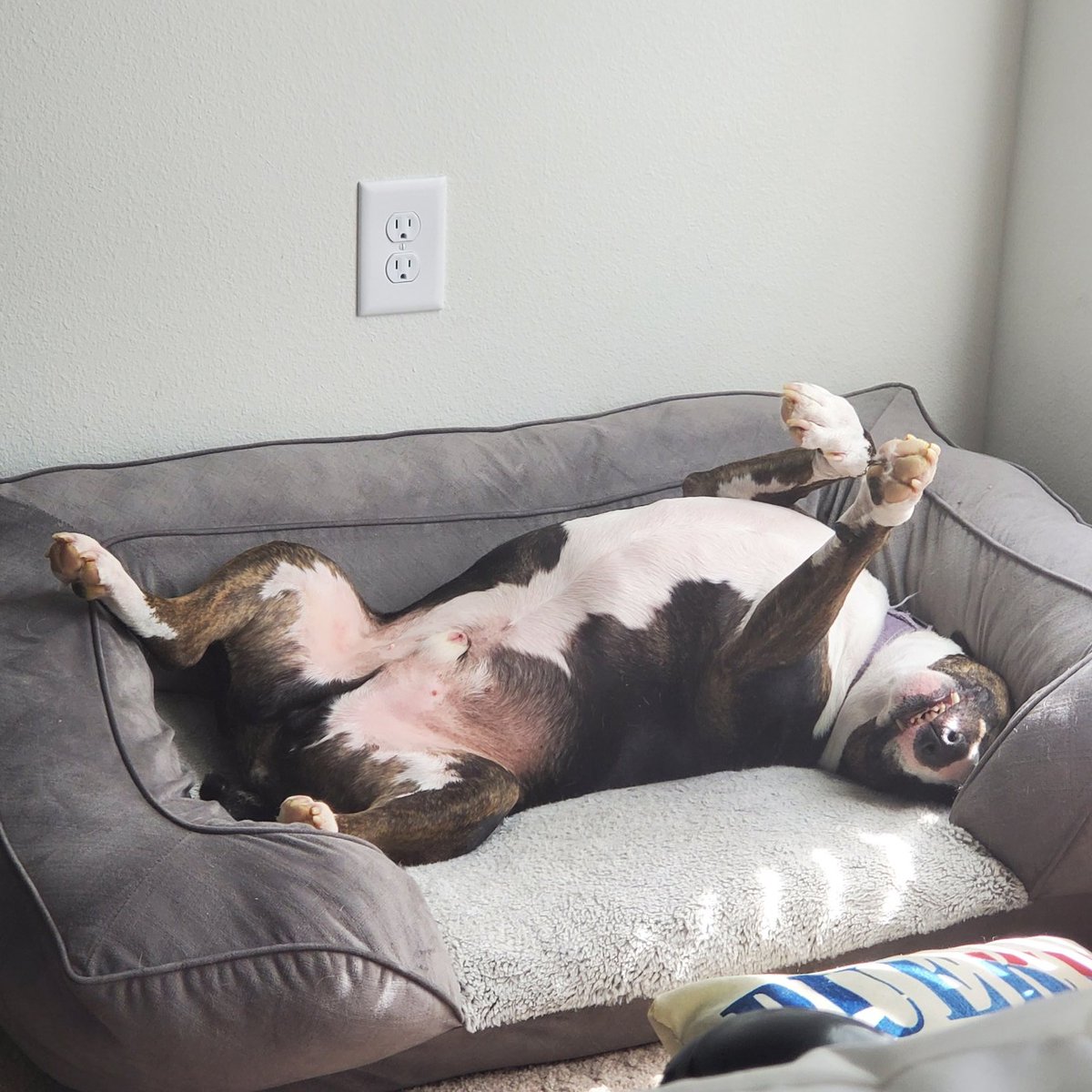 Shalomander 🔞 (COMMISSIONS OPEN!) tweet media