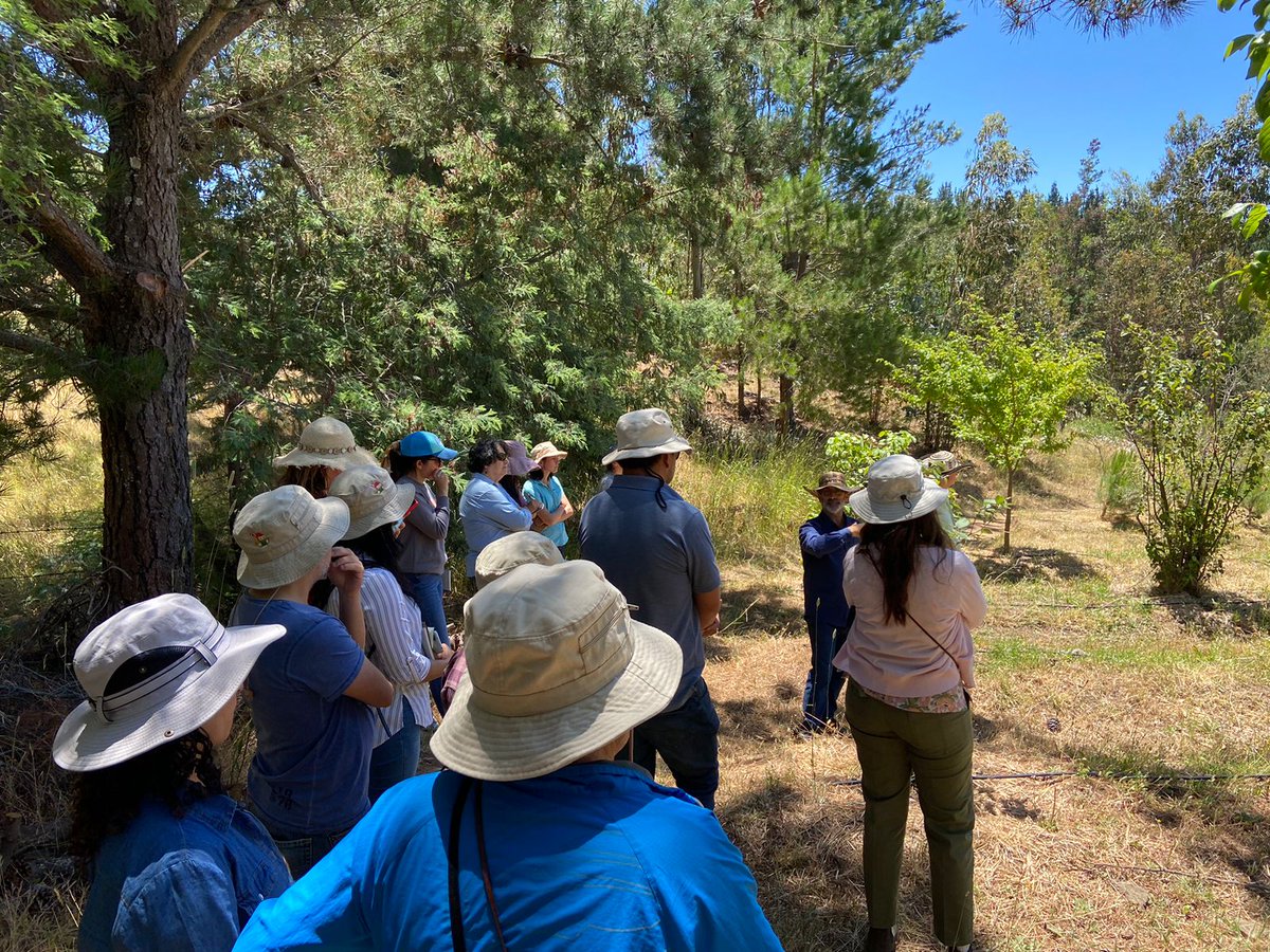 AgroecoINIA's tweet photo. ✅️ Hoy finalizó el primer grupo del Curso Teórico-Práctico: Agroecologia y restauración ecológica.Realizado en #Yumbel, CET secano interior.
Actividad coordinada por @ODEPA y  el BID.
Apoyada por @iniachile 
#agroecología 
#CambioClimático 
#YoNutroMiSuelo https://t.co/nnNbEUH2vz