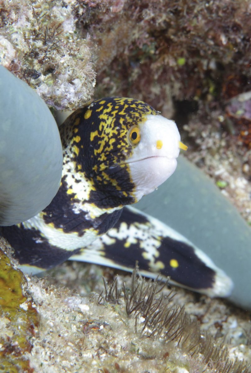 icoast_project's tweet photo. This year, iCOAST is celebrating 12 days of Fishmas. First, we have the Snowflake Moray Eel. The Snowflake Moray Eel, like other moray eels, have a second set of jaws in their throat. These jaws, called pharyngeal jaws, help grind and process food and move it into the esophagus. https://t.co/JdJ5IlsjnH