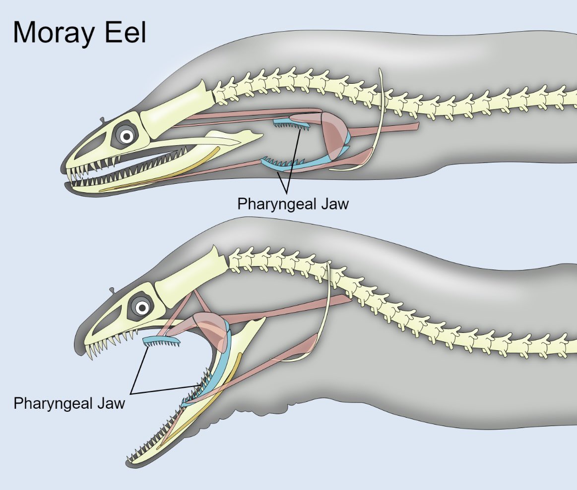 icoast_project's tweet photo. This year, iCOAST is celebrating 12 days of Fishmas. First, we have the Snowflake Moray Eel. The Snowflake Moray Eel, like other moray eels, have a second set of jaws in their throat. These jaws, called pharyngeal jaws, help grind and process food and move it into the esophagus. https://t.co/JdJ5IlsjnH