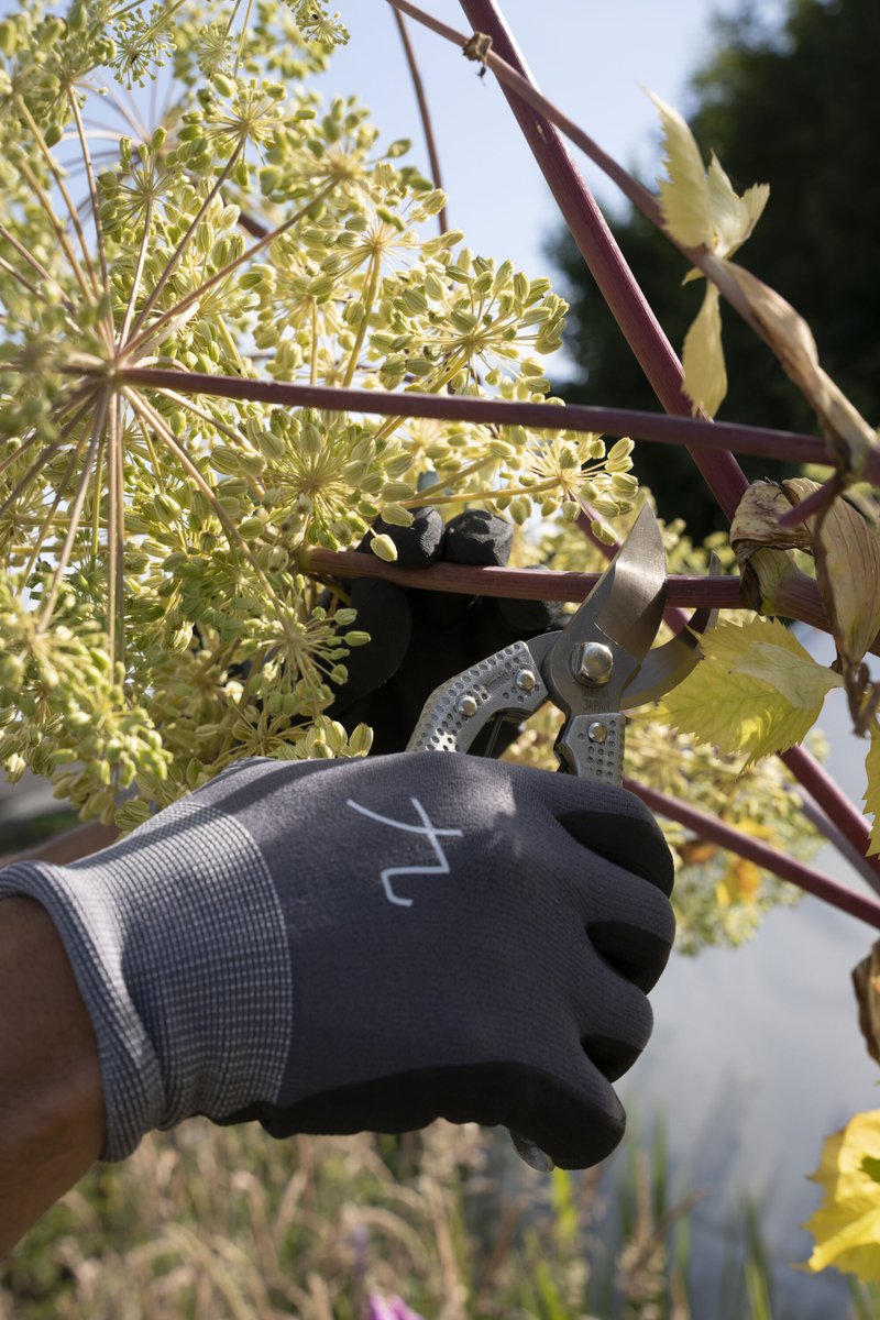 NiwakiHQ's tweet image. Our Shumatsu ('weekend' in Japanese) Secateurs have satisfyingly dimple textured aluminium handles that give these #secateurs  a purposeful, reassuring feel, Something for the weekend? They'll work equally well on a Tuesday afternoon or any other day too bit.ly/3wnOoNG