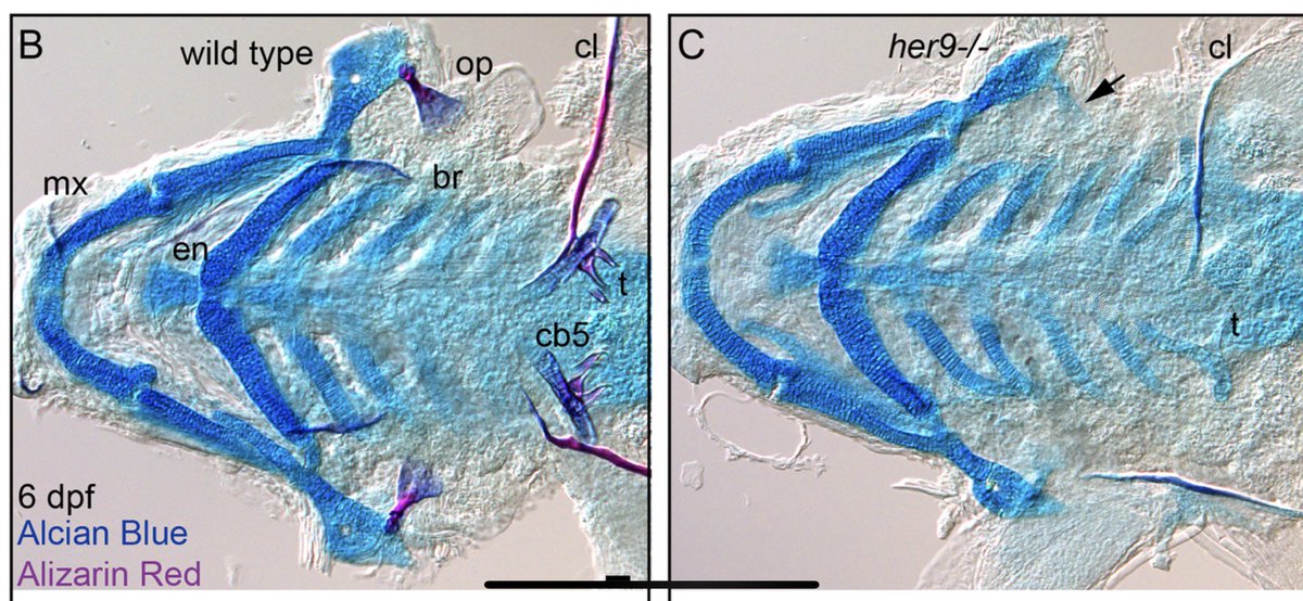 Nichols Lab tweet media