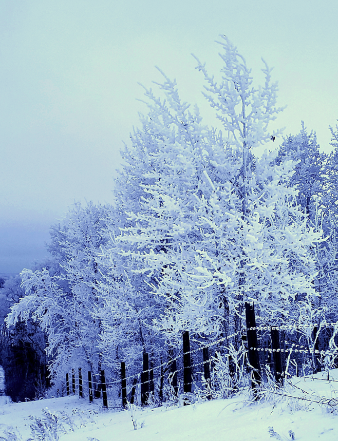 UrbaneForester's tweet photo. @jjays_captions Hoar frost on the fenceline https://t.co/sSVeM6e0bU