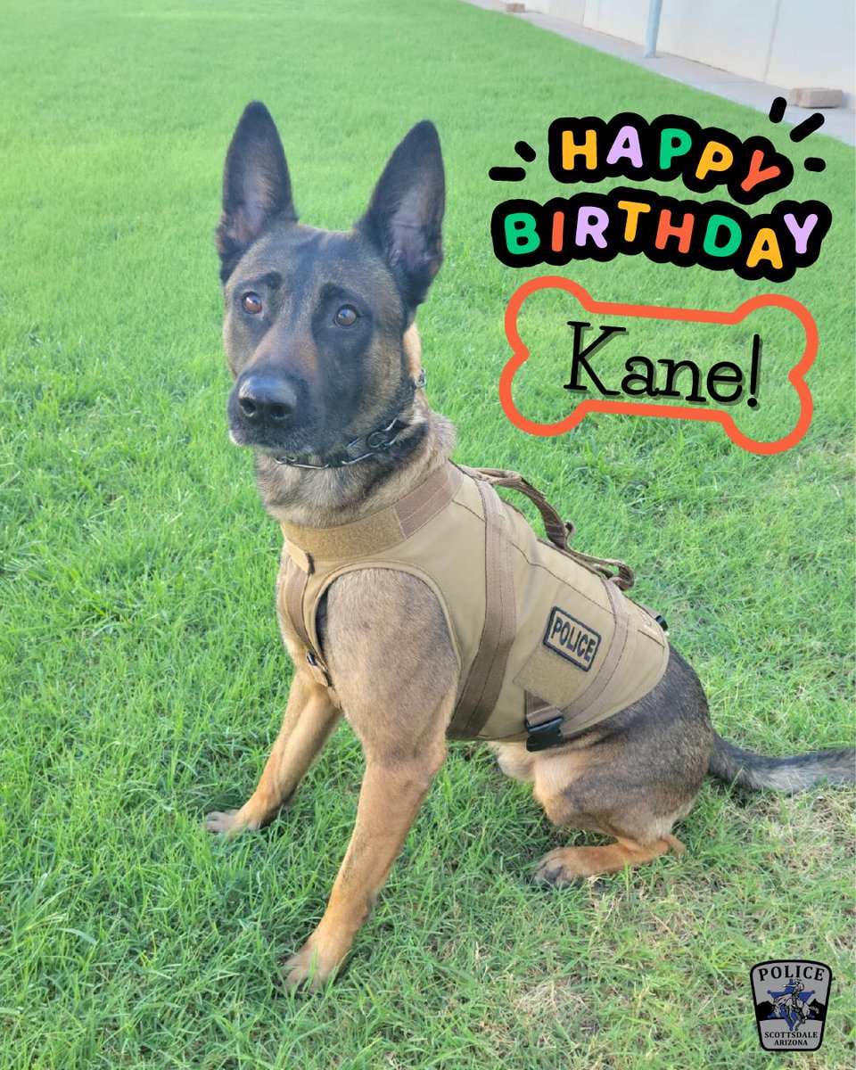 ScottsdalePD's tweet photo. This regal guy is turning FOUR today! Happy Birthday, Kane!!!
#SPDK9 #SPDK9Kane #ScottsdalePD #dogsofinstagram #policek9 #policedogs #policedogsofinstagram https://t.co/eCEDr8UkEj