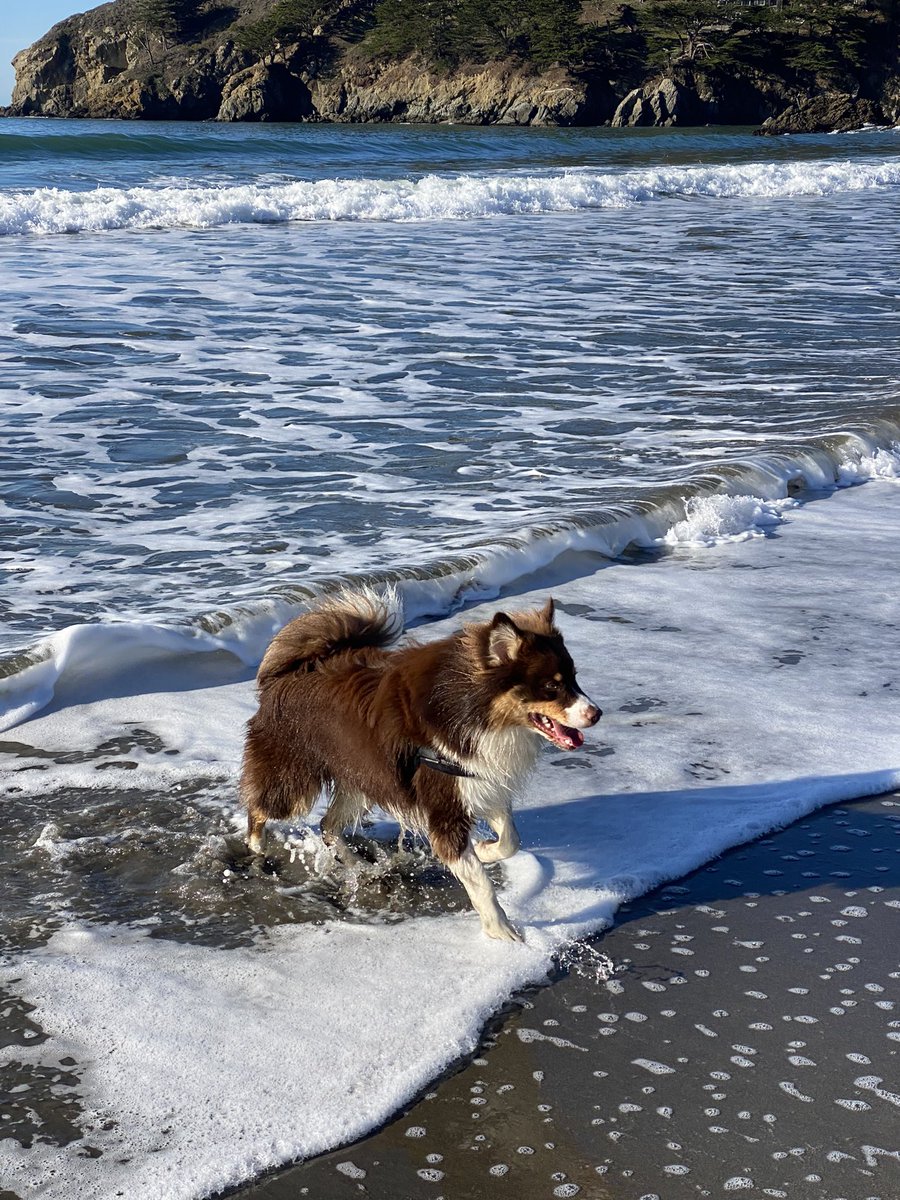 piangfa's tweet photo. My kiddos ๐ป Fearless. #Muirbeach #livinghighlife https://t.co/gupdap2CbU