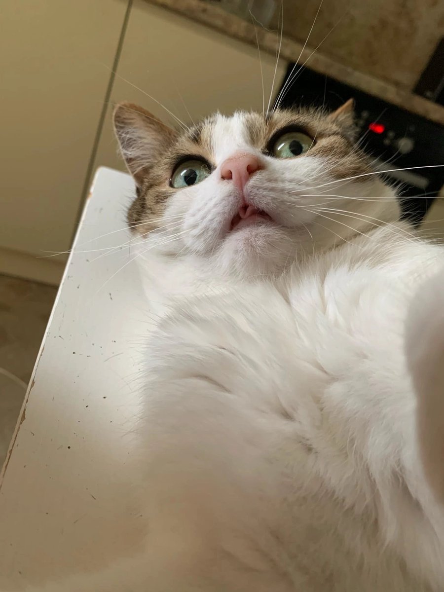 OlgaGentle's tweet photo. @zheleznyak_a Добрый вечер! Пушкин https://t.co/uGrO1Hc7yH