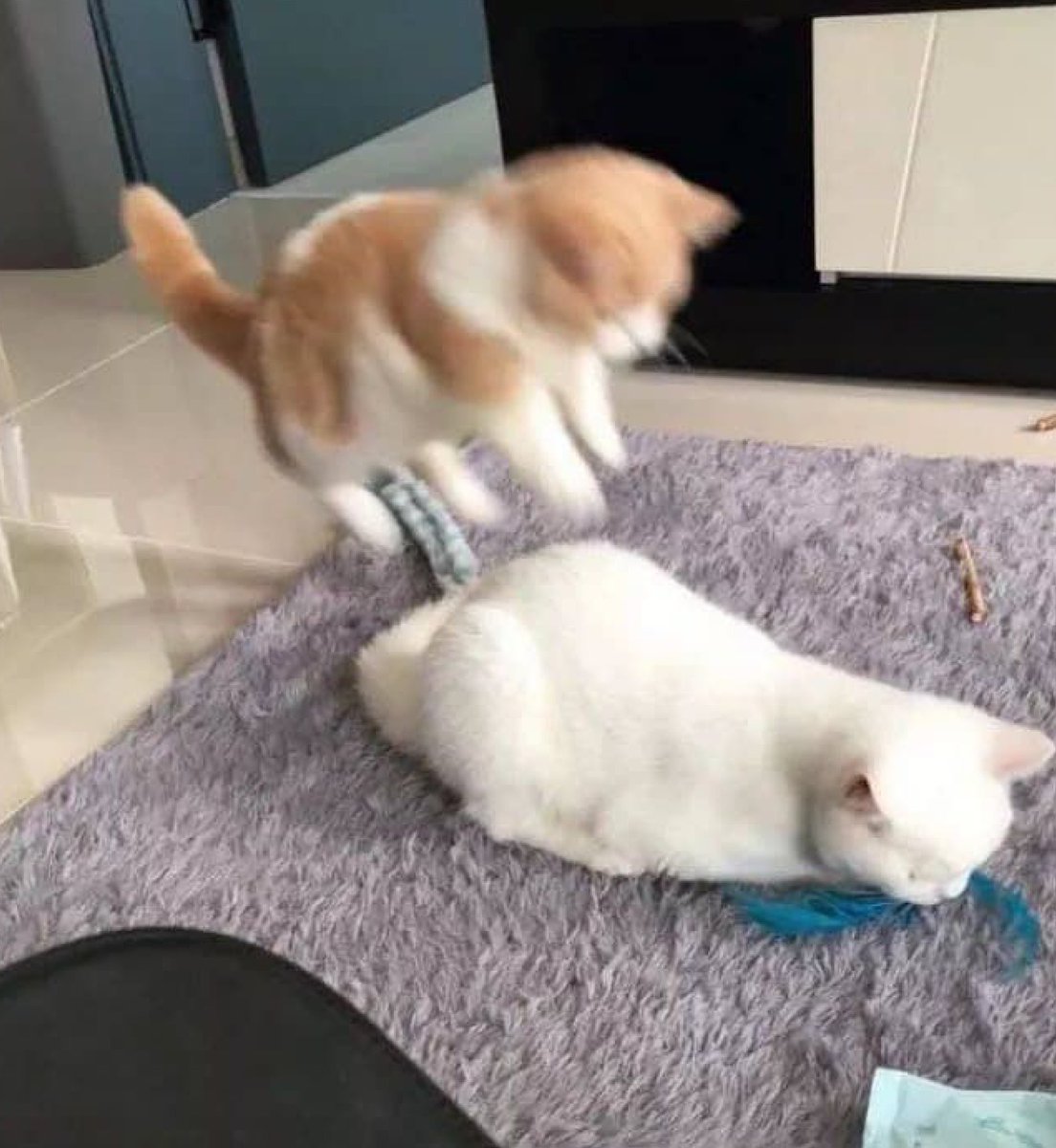 kapebeansies's tweet photo. https://t.co/1H9SamZJA7