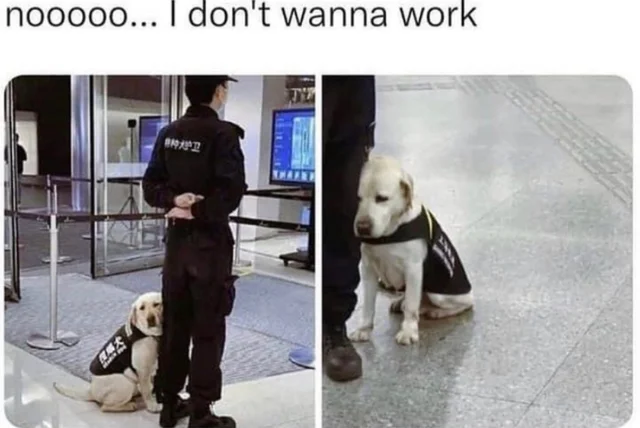WholesomeMemes tweet media