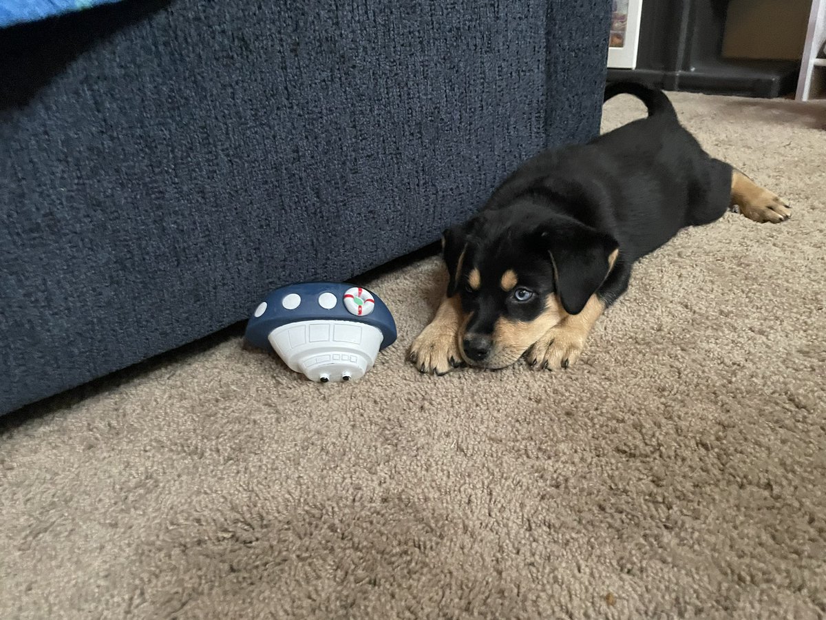 see3Piota's tweet photo. Excuse the recent absence my fellow bots, apes, artists, and #iota maxi’s ..
I’ve been a tad a bit preoccupied with the cutest thing ever !
.. timeline cleanse anyone? 😍😍😍 #rottsky #puppy https://t.co/Wj2fpqlIBZ