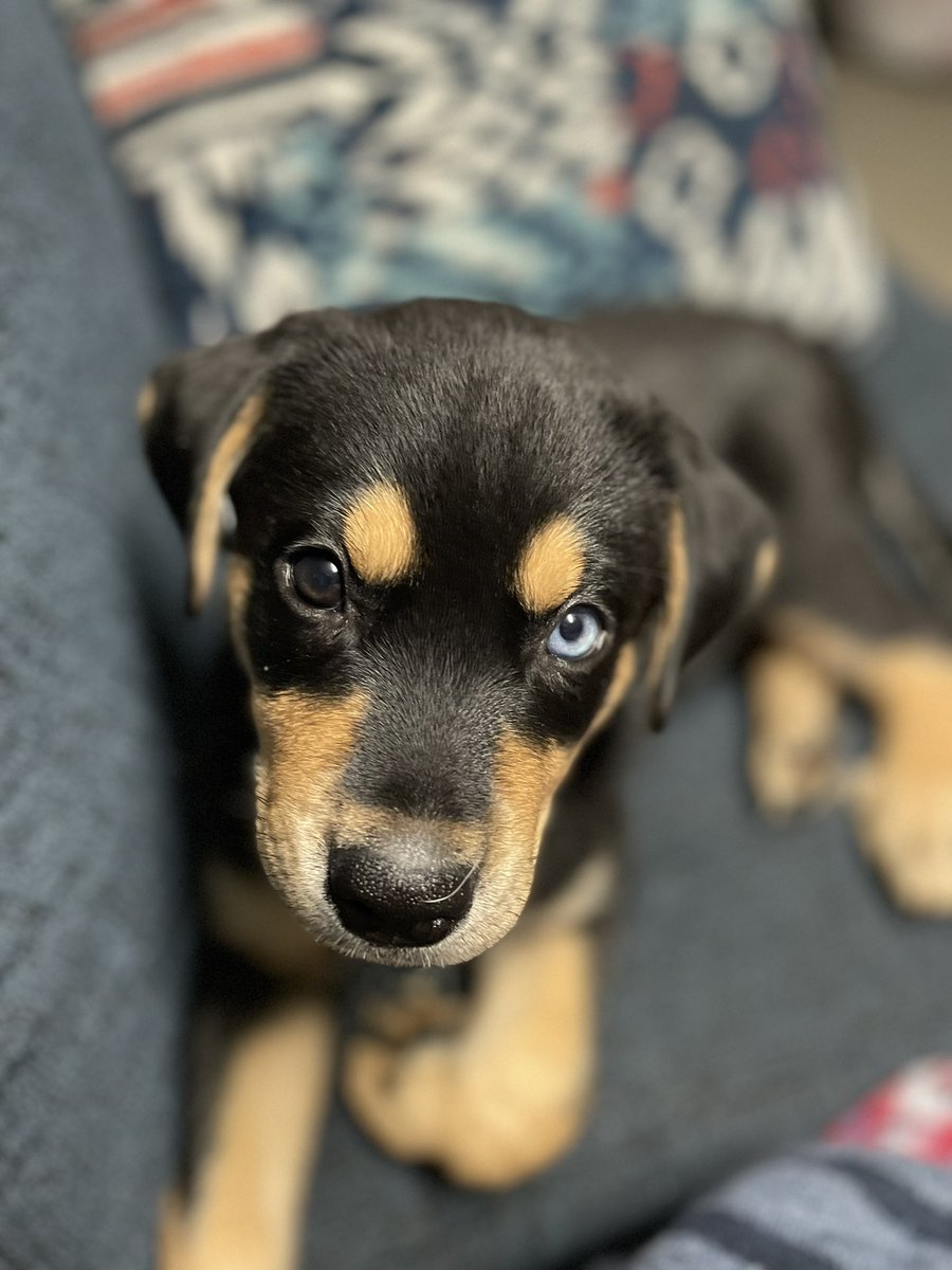 see3Piota's tweet photo. Excuse the recent absence my fellow bots, apes, artists, and #iota maxi’s ..
I’ve been a tad a bit preoccupied with the cutest thing ever !
.. timeline cleanse anyone? 😍😍😍 #rottsky #puppy https://t.co/Wj2fpqlIBZ