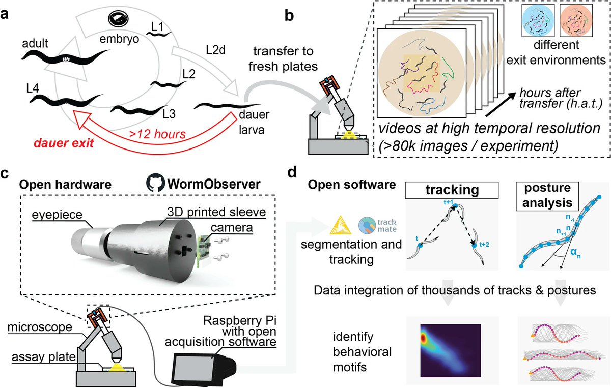 The amazing PhD work of @FritzPreusser now out as Open Access in @BMCBiology! It was so great to have you in the lab! 'Long-term imaging reveals behavioral plasticity during C. elegans dauer exit' bmcbiol.biomedcentral.com/articles/10.11… @HHMIJanelia @BIMSB_MDC @MDC_Berlin