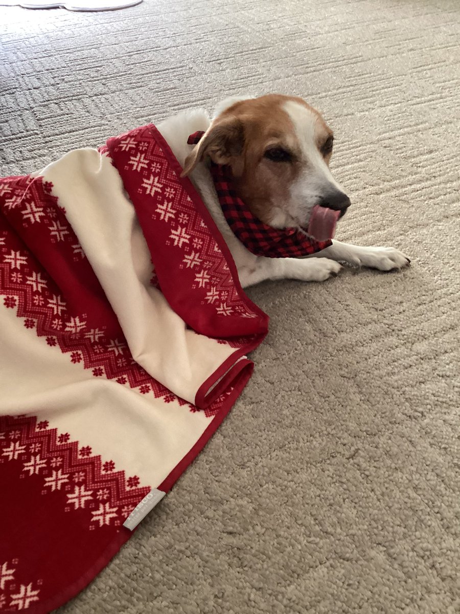 Happy tongue out Tuesday Everyone 
❤️🐾🐾❤️