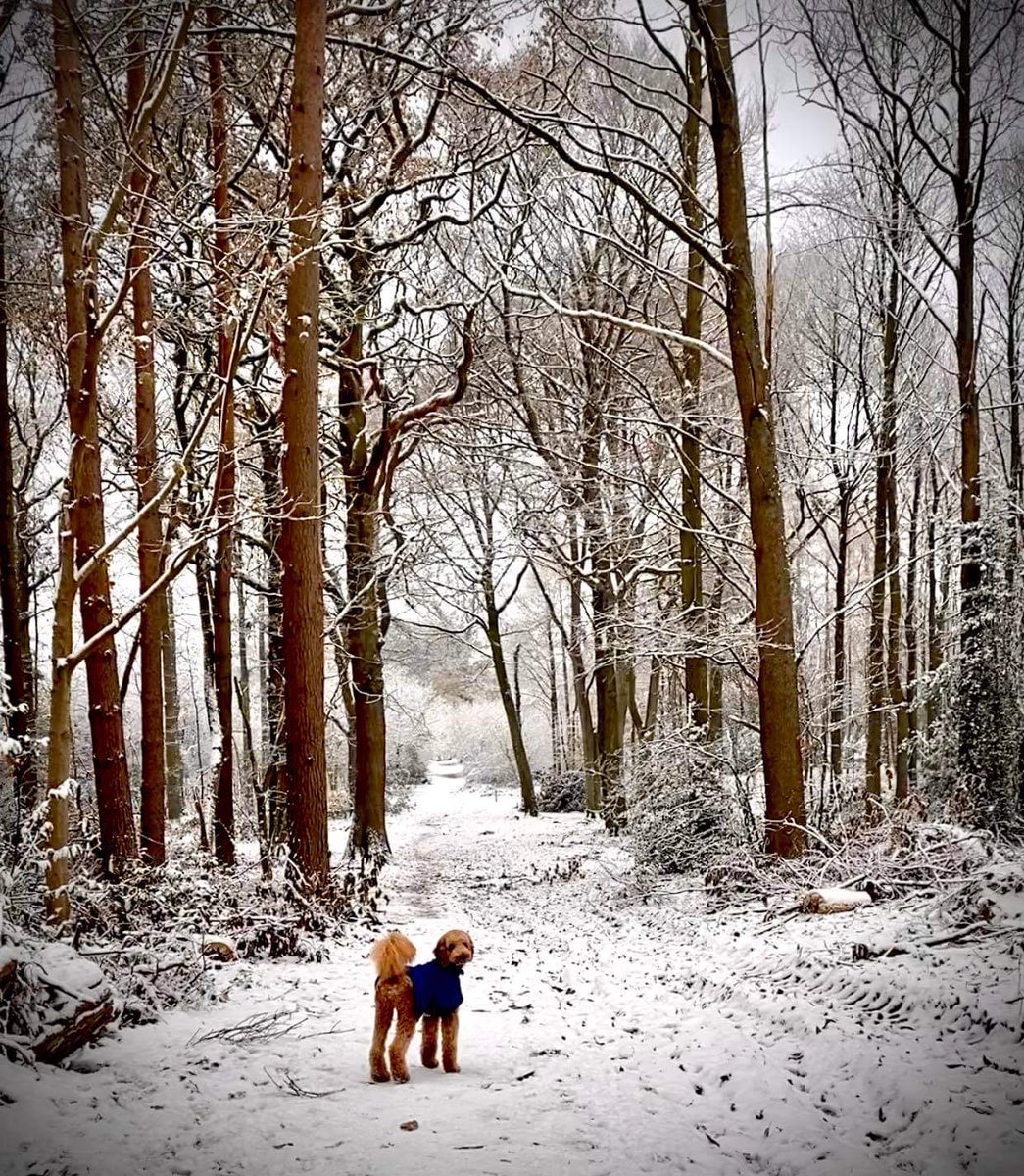 I agree with Rebecca at Hobeck Books. Snow is beautiful (until it turns to dirty slush or freezes into lethal ice). Here's Branston who makes a guest appearance in Driven. <a href="/HobeckBooks/">Hobeck Books</a> #poodlelovers #snow #woodland