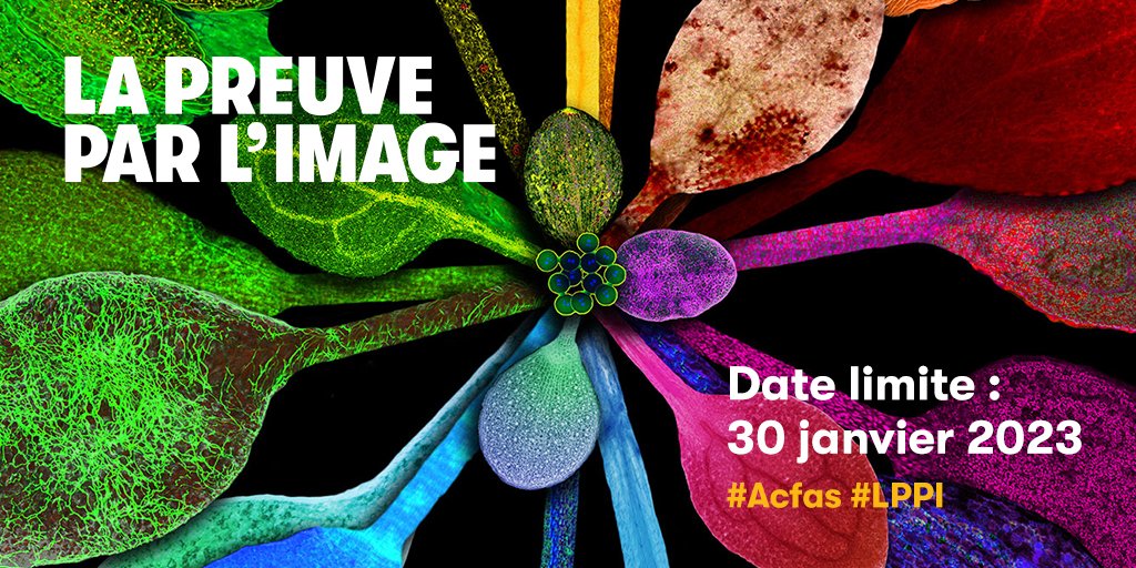 📷📢
Vous avez capturé une image spectaculaire dans le cadre de vos travaux de recherche?

Présentez-là au concours La preuve par l'image et courrez la chance de gagner un prix en $$ en plus de faire connaitre votre projet de recherche.

▶️ ow.ly/qOHz50xdK6d

<a href="/_Acfas/">Acfas</a> #LPPI