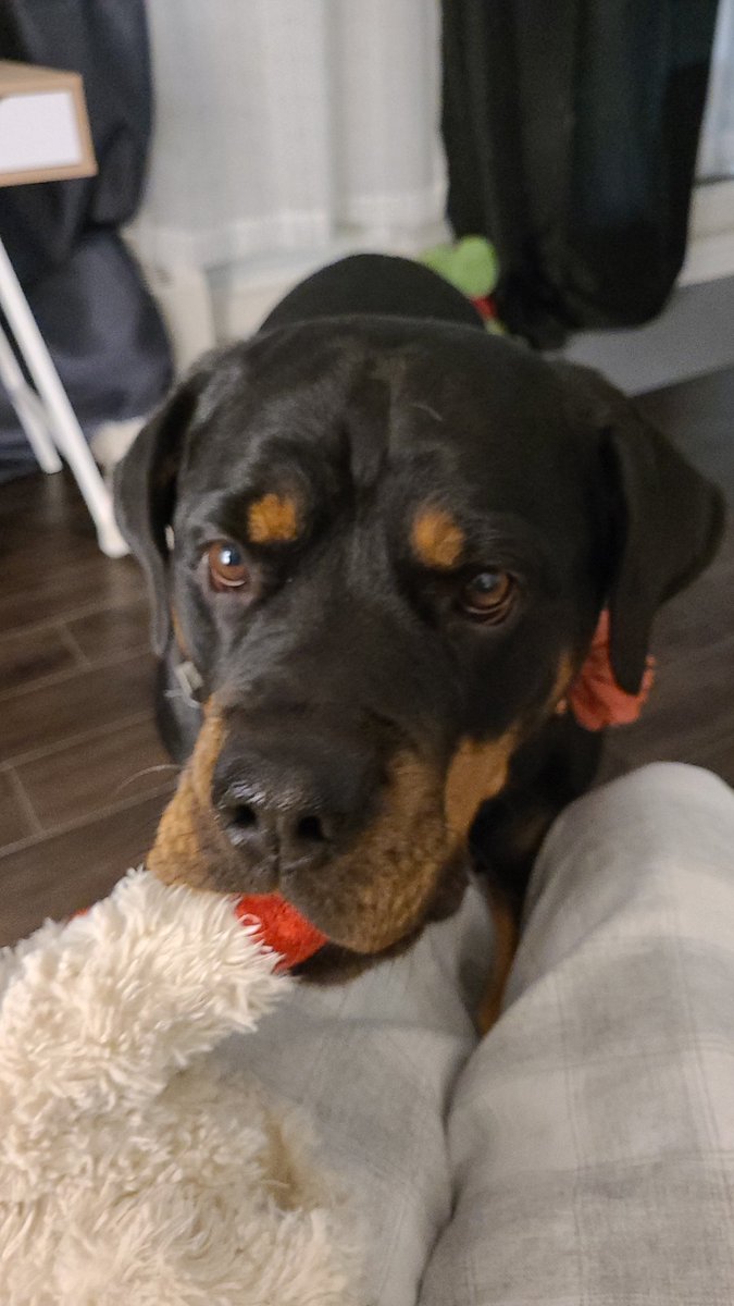 thereal16482192's tweet image. Pals me @twitter be changed

1. Advertisement 
2. Politics
3. Humans wiff no clothes 
4. Disinformation 😡
5. Meanies 😡😡

Vetting be so berry tiring now
 Lets me make dis clear if yous be 1-5 donts boffer 
You will be blocked

Humans could learn a thing or two #dogsoftwitter