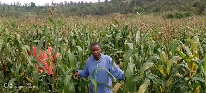 GitegaVuturaa's tweet photo. #Gitega. Dans le but de mettre en application le souhait de SE @GeneralNeva qui stipule que chaque bouche ait à manger/chaque poche de l'argent, l'Administrateur #commune_Ryansoro s'est joint à la population de #NTUNDA afin de lancer une campagne de récolte de maïs au marais WAGA https://t.co/CnNQ3dzjd3