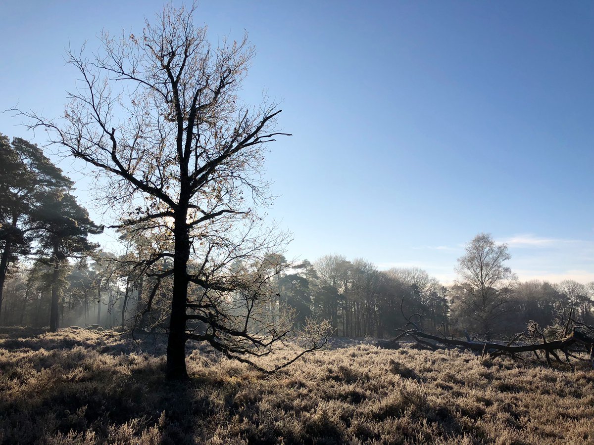 ClaraWilken's tweet photo. Wat was het weer mooi vanmorgen op de #Dellen!! #Winterse kou en rijp ❄️ op de #heide en een stralende zon ☀️ @glk #veluwe #frisseneus #natuur #gezondheid #genieten https://t.co/OJJYnnfwsx