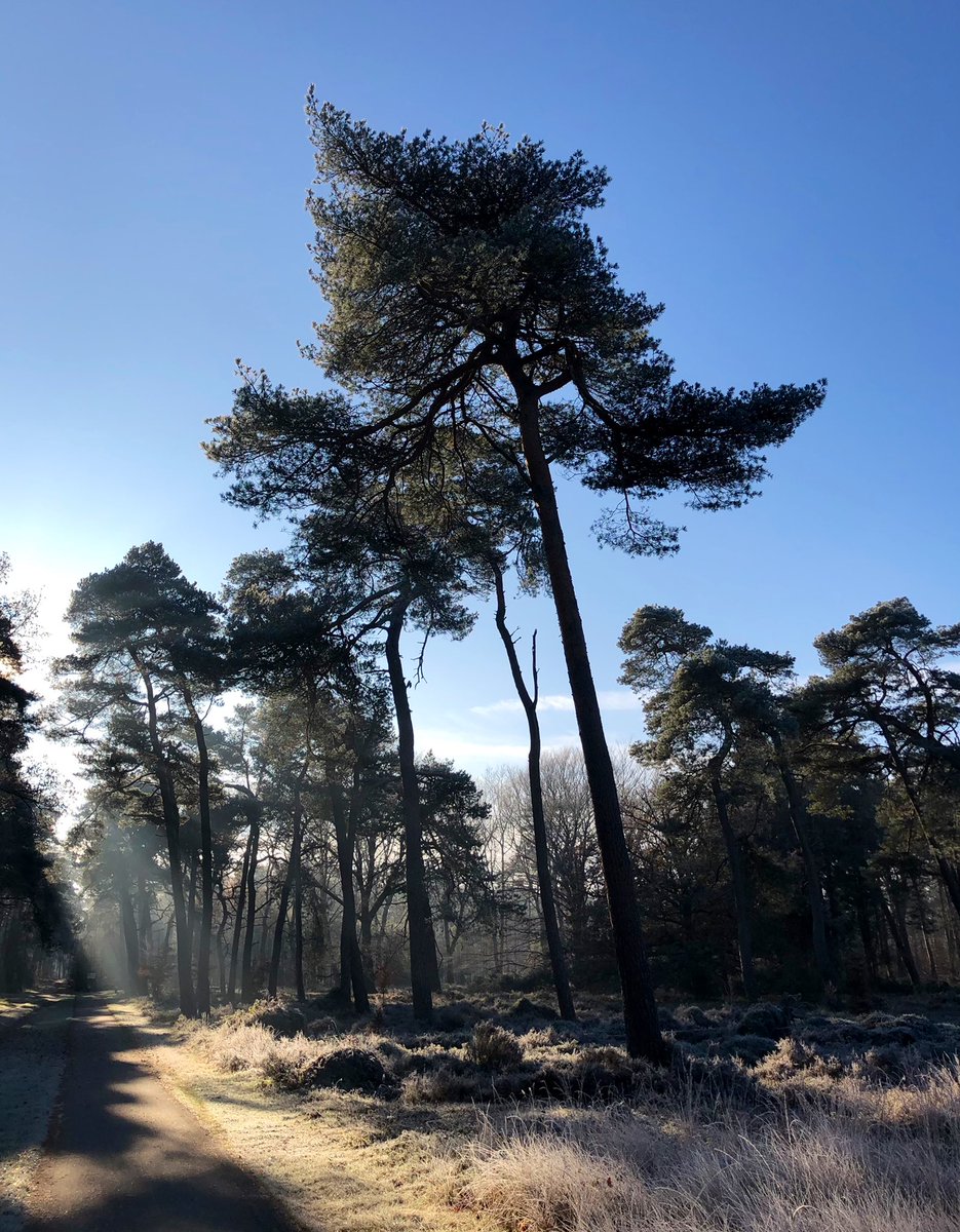 ClaraWilken's tweet photo. Wat was het weer mooi vanmorgen op de #Dellen!! #Winterse kou en rijp ❄️ op de #heide en een stralende zon ☀️ @glk #veluwe #frisseneus #natuur #gezondheid #genieten https://t.co/OJJYnnfwsx