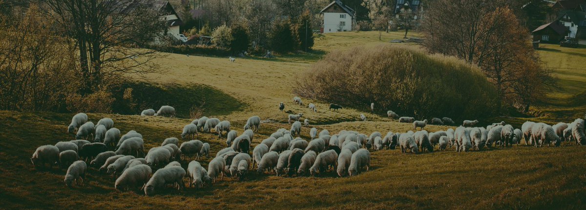 من الأمثلة التي ساعد فيها الدليل النباتي في دعم مطالبة المزارع الأول بالأغنام🐏🏷✨
تم سرقة ثلاثمائة رأ...