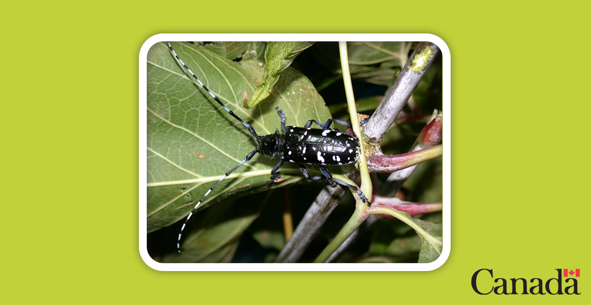 InspectionCan's tweet photo. In 2003 and again in 2013, the tree-killing #AsianLonghornedBeetle impacted our communities, hardwood and maple syrup. πͺ΅
Later in 2020, it was game over for this pest. π«
Now thatβs pretty tree-mendous: https://t.co/unf472OqI8
#25for25 #CFIA25β https://t.co/JSo1pDQfo3