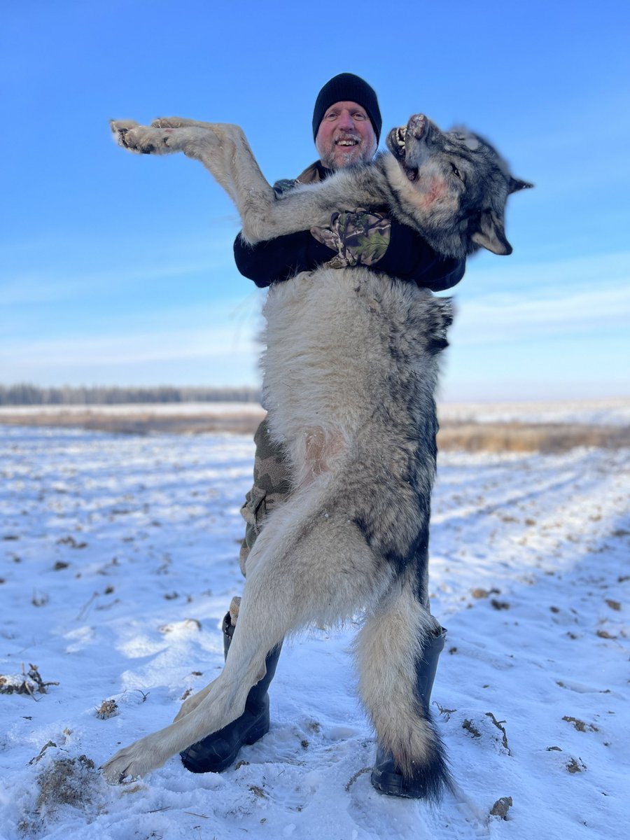 My wolf nr 9. Prime fur on this big wolf.