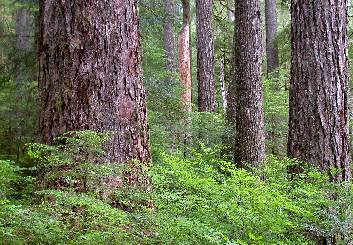 ForestServiceNW tweet picture