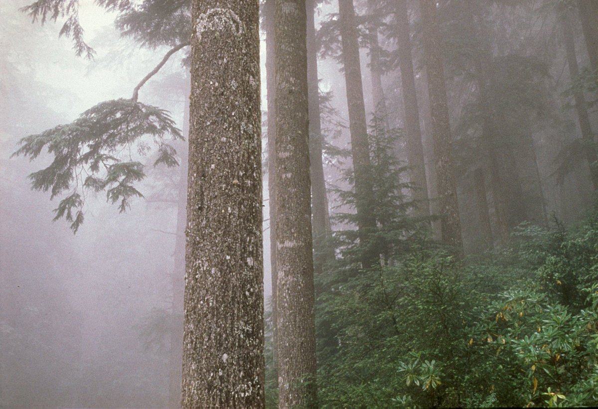 ForestServiceNW tweet picture