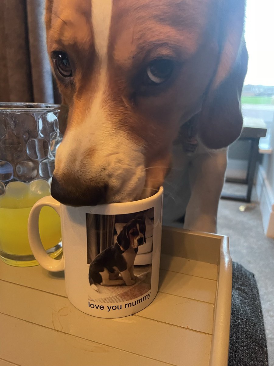 Amcasp's tweet photo. @beaglefacts @DysontheBeagle https://t.co/HixjNH3nvF