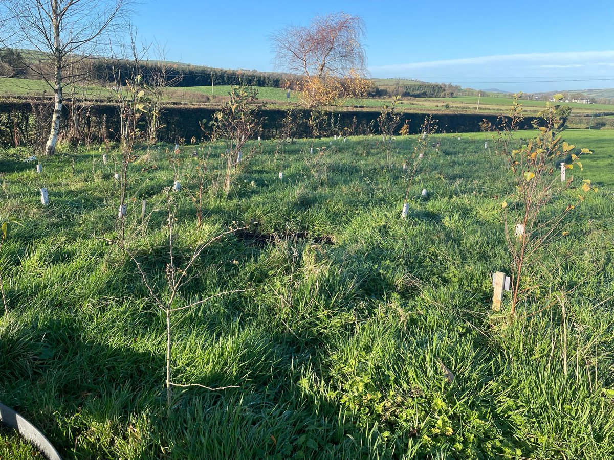LEAFIreland's tweet photo. A sight to behold 🌳 Check out this #AnChoillBheag planted in Monreagh NS, Co. Donegal, March 2022. @coilltenews  #OutdoorClassroom #LearningAboutForests #BiodiversityAction #ClimateAction https://t.co/ng7hf4U4ob