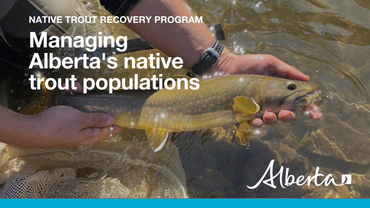 AB_Enviro's tweet photo. Alberta’s Native Trout Recovery Program is a comprehensive, long-term initiative protecting native trout and other coldwater fish populations in Alberta’s Eastern Slopes, including Athabasca rainbow trout, bull trout and westslope cutthroat trout. #ABFish
https://t.co/aa8KL3ycge https://t.co/1ZpMeCqWHk