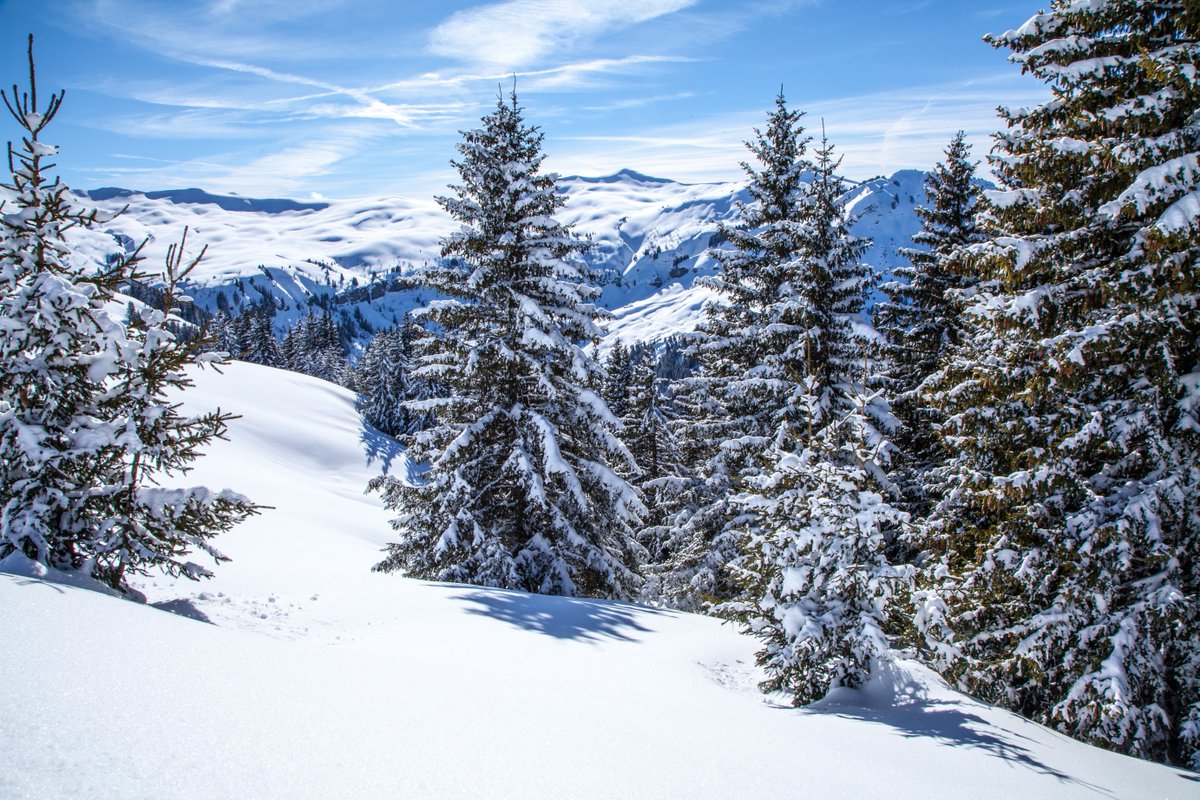 #Didyouknow? Conifers have flexible branches to keep heavy snow from snapping their branches!❄️🌲