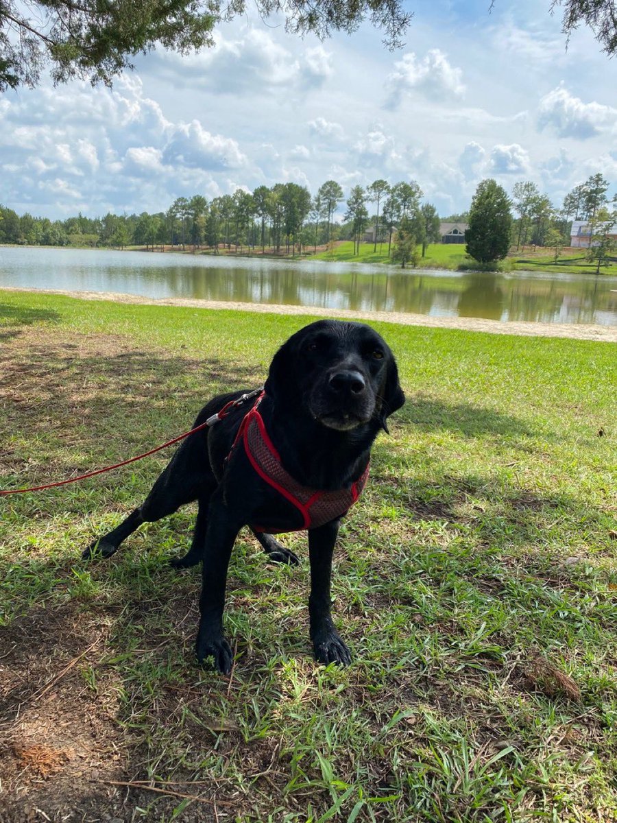 We have plenty of young dogs who look fit for field trial championships, but Mike wanted Keira, whose breeding days were behind her and would never retrieve any ducks but would be a loving companion. Us and all of our dogs will miss you, Coach. (2/2)