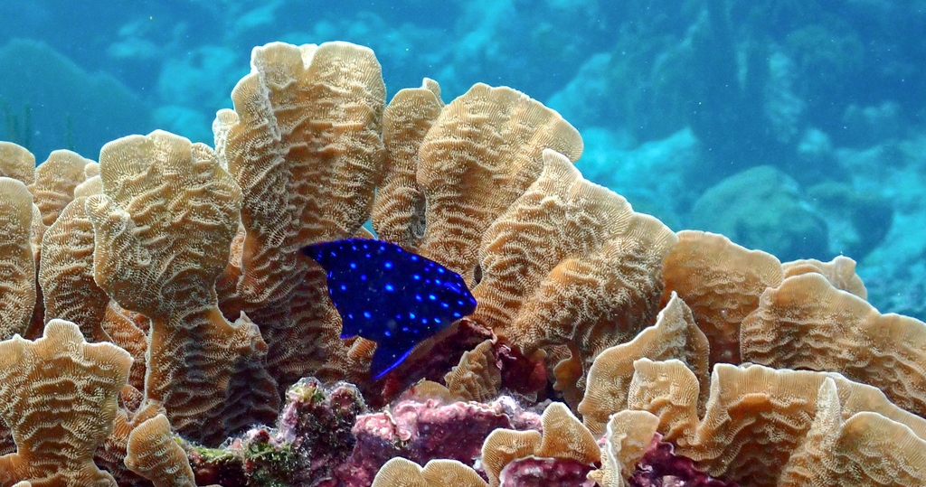 It's the season of light, you say?

Sometimes called the jewelfish because of its gemlike dots, the juvenile phase of the yellowtail damselfish lights up the reef
💎🤩
📸: Leah Harper &amp; <a href="/RossWhippo/">Ross Whippo 🏳️‍🌈</a>
#biodiversity #artinnature #transformationtuesday #Belize