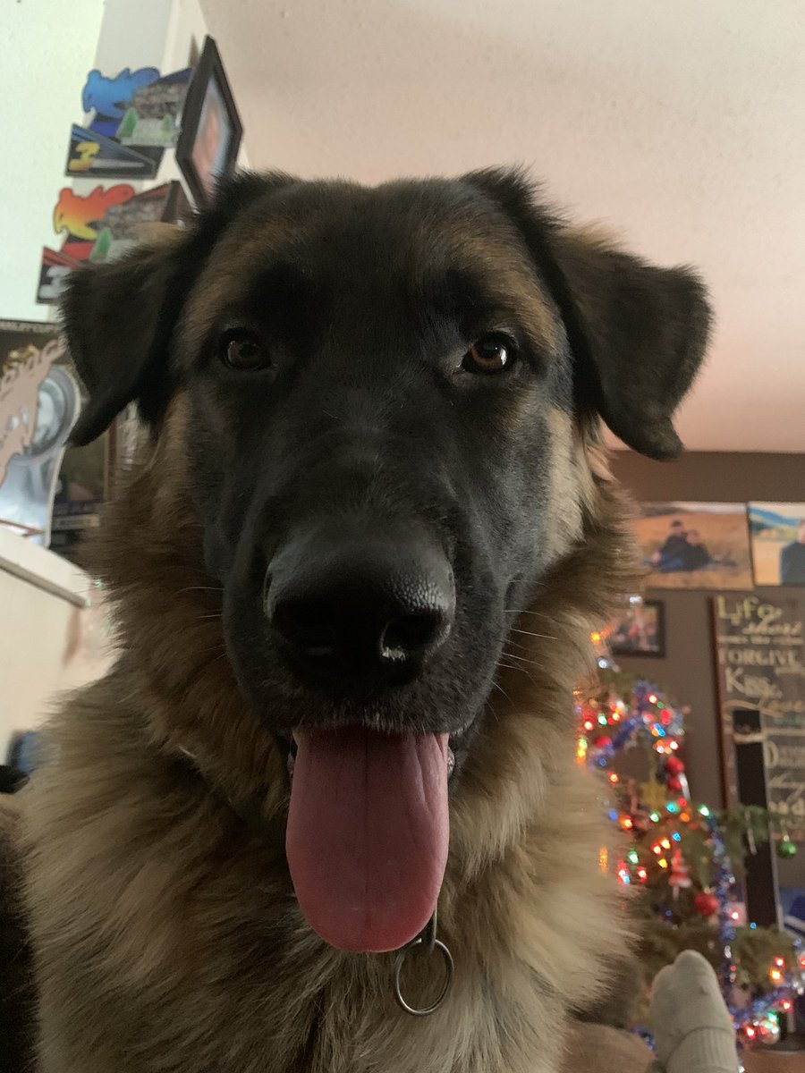 This has been quite the uh sad few days, even worse today with my sick down passing away and my family and I burying him. I’ll miss that dog so much nothing will be the same without him

Kylo Ren- 2019-2022