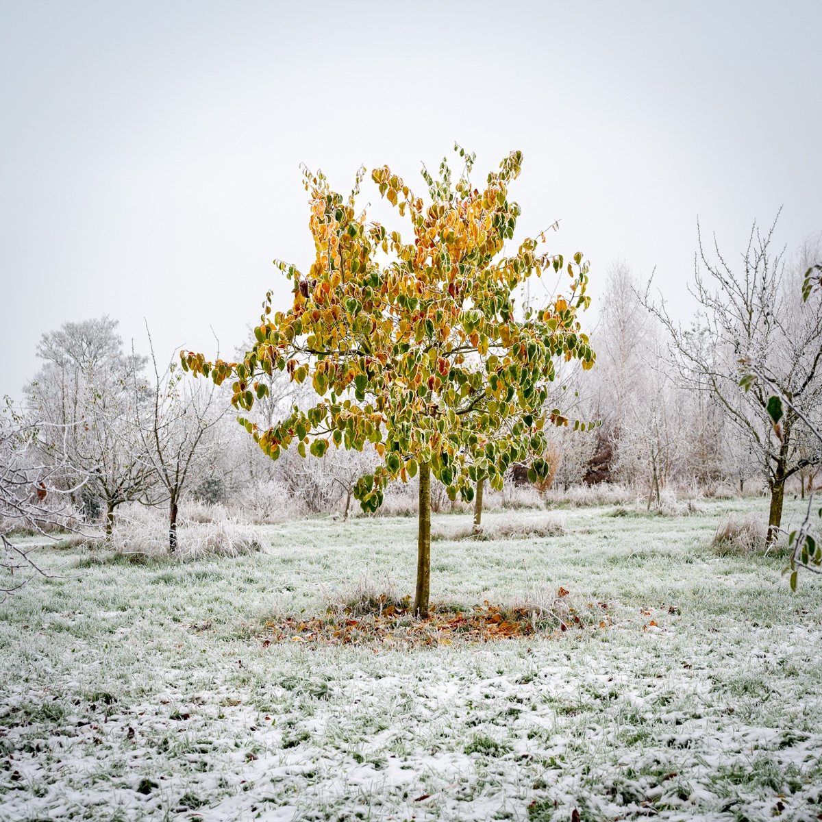 Sometimes you can't see the wood for the trees. Sometimes a tree jumps out at you! 
Willingham Community Orchard looking pretty in the frost this morning. #willingham #communityorchard #cambridgeshire #landscape #tree #winter #weather #willinghamcommunityorchard