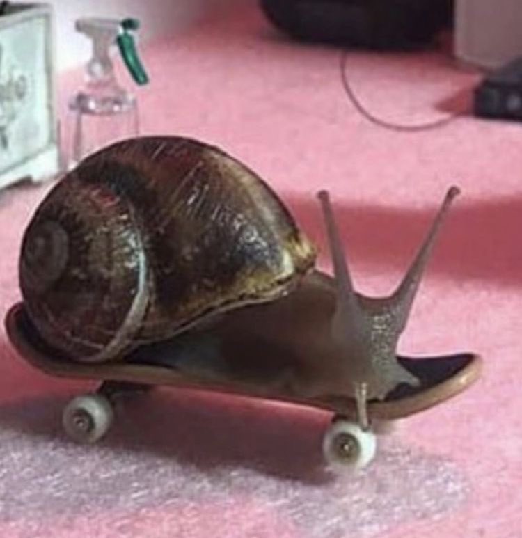 not__dog__'s tweet photo. "you really are magic! now, I can speedmog the soyslugs."

"with a skateboard, you can go anywhere! teehee" https://t.co/odfztcYS51