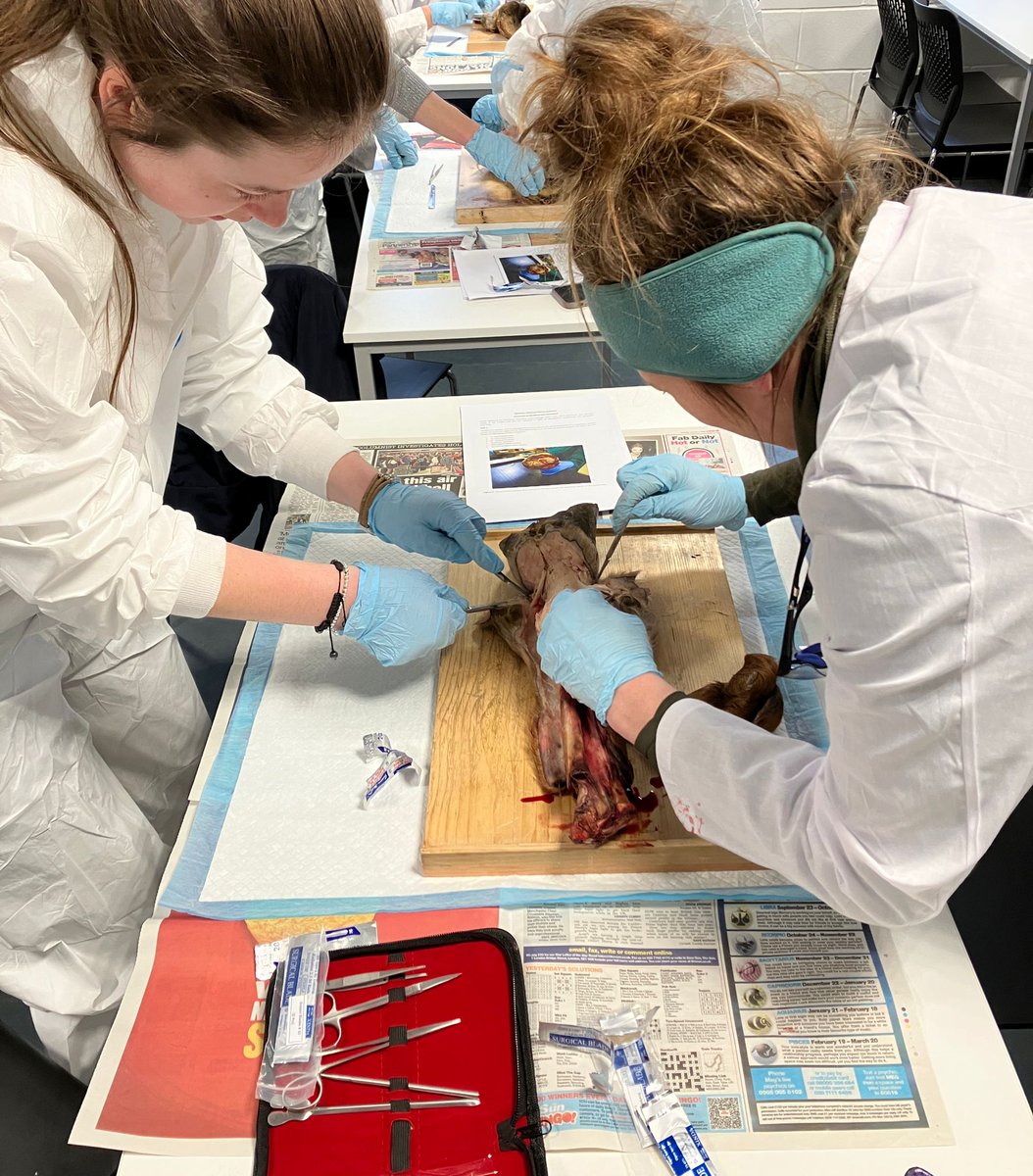 EquineUsk's tweet photo. Coleg Gwent, Usk, and Aber Uni foundation degree equine studies students consolidating their distal limb anatomy during a practical dissection session today 🐎🐴

 @IBERSEquine @ibers_aber @GuyLacey2 @Morganhi #equine #University #studylocal #aberuni #coleggwent https://t.co/1nwdEAGxQo