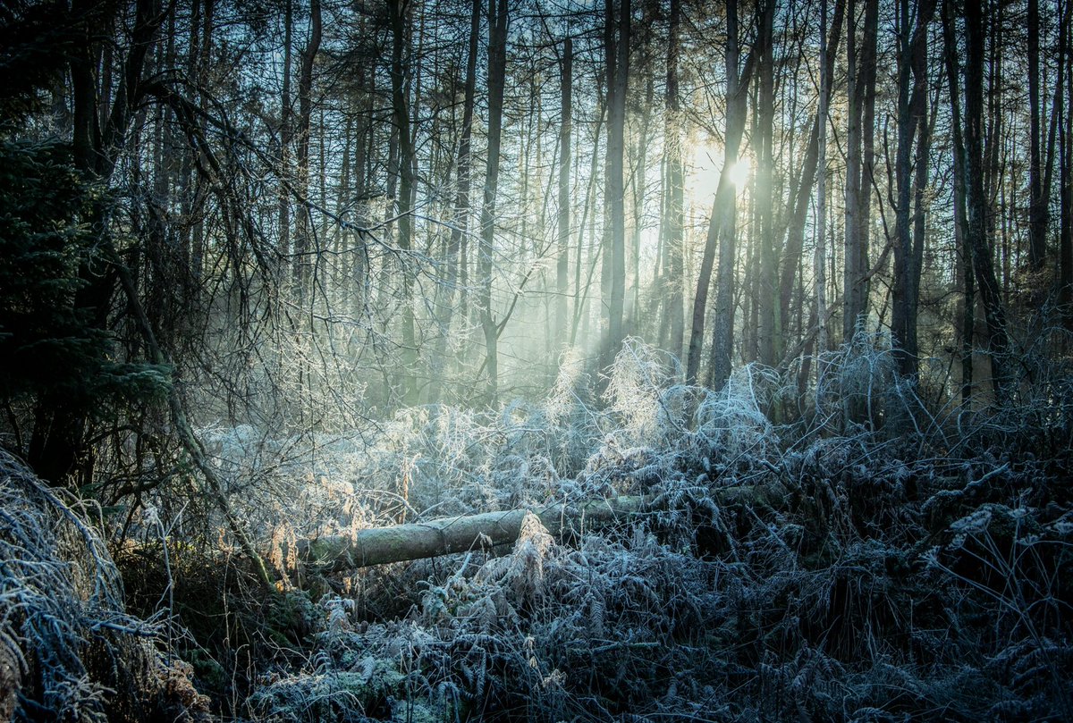 WeeRascal's tweet photo. Bit chilly out today. #LunchtimeStroll #Trossachs https://t.co/uKnG19AteY