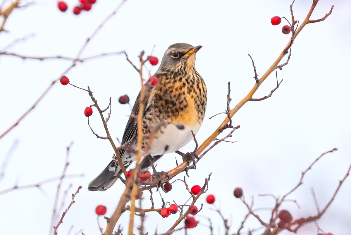Another fieldfare day in the snow ..enjoying the berries