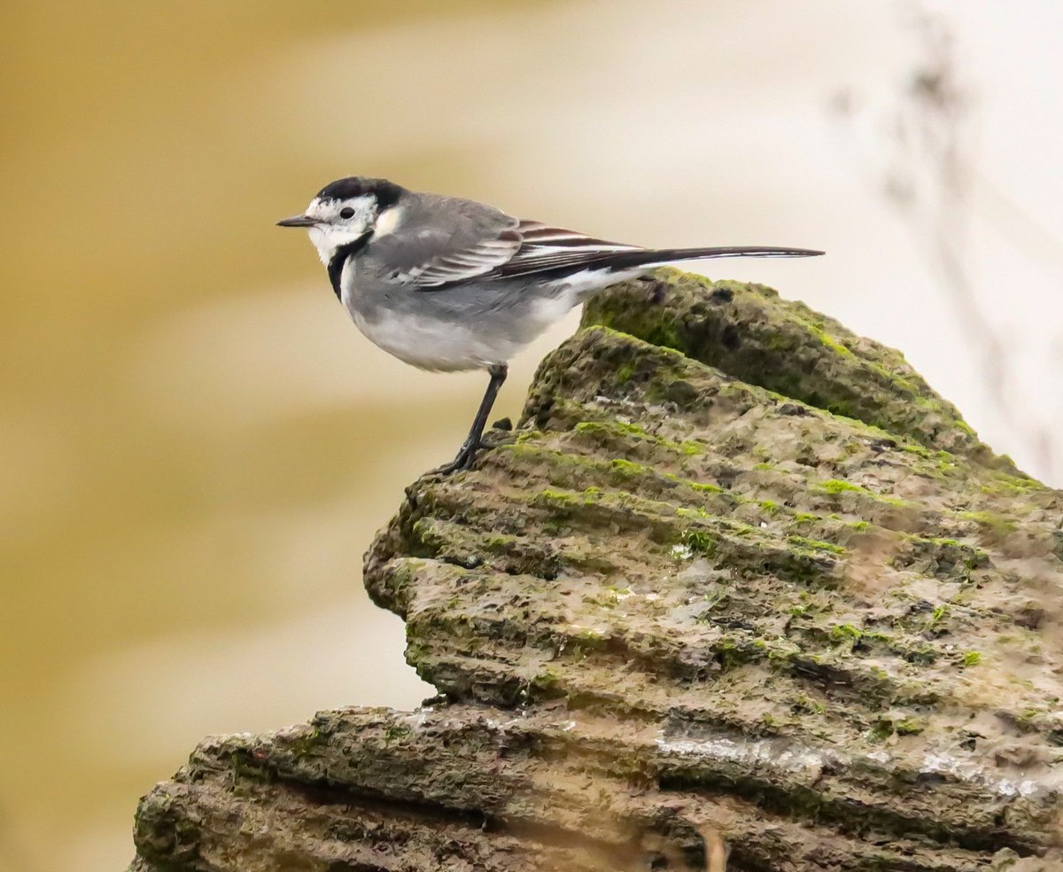 Mick the Fish™ (@mwcfish) on Twitter photo 