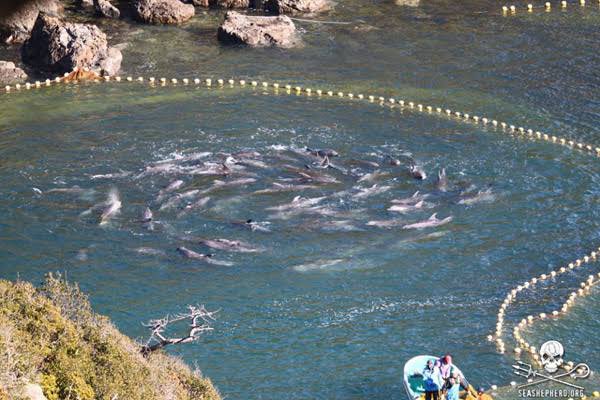 Most disappointing to see captive exploited 🐬🐬in the new #AvatarTheWayOfWater Perhaps <a href="/JimCameron/">James Cameron</a> should watch the #AcademyAward winning #thecove and learn more about the torture involved #taiji