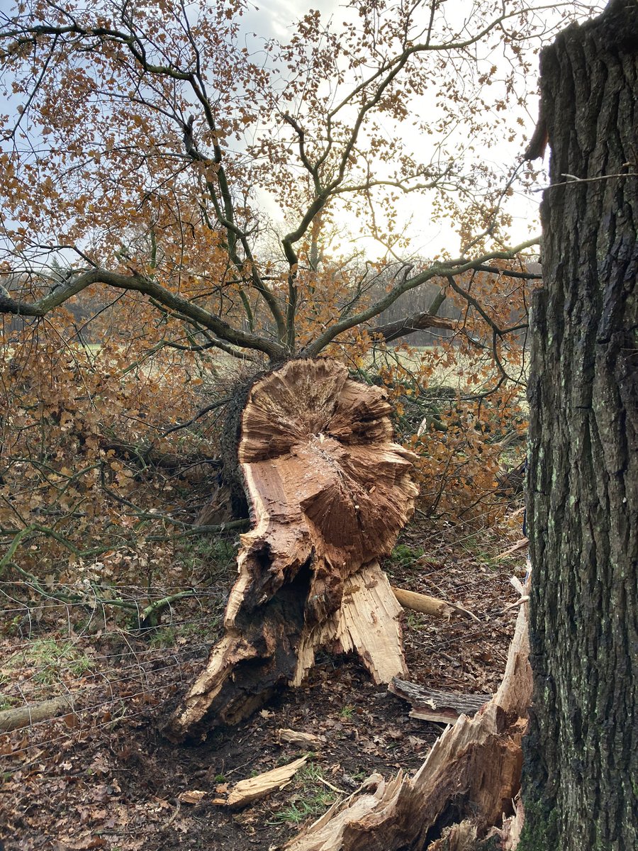 AllesoverDeBilt's tweet photo. Vorige week in #Houdringe @UtrLandschap: een prachtige boom viel om… Gelukkig zijn de ezels & koeien in goede gezondheid en bleef de schade beperkt. Onze boswachter #JorisHellevoort meldt na inspectie het volgende (zie foto’s): Zie ook #devierklank voor het verhaal van Joris! https://t.co/D2LPTK6KvR