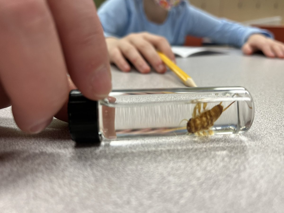AngelaWideman3's tweet photo. Thank you @BowHabitat for an engaging experience learning about trout and lifecycles of insects. I think the adults in our group even learned something new! @JohnstoneSchool https://t.co/xw0eauZ2Iy