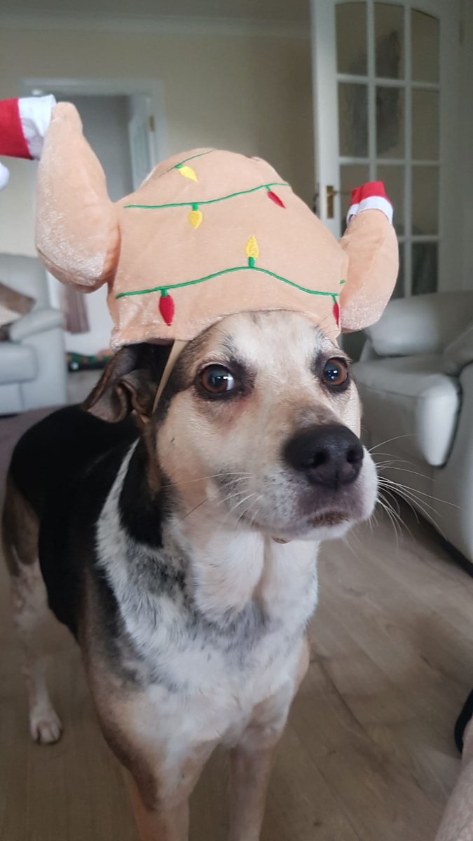 Susann Sullivan tweet media