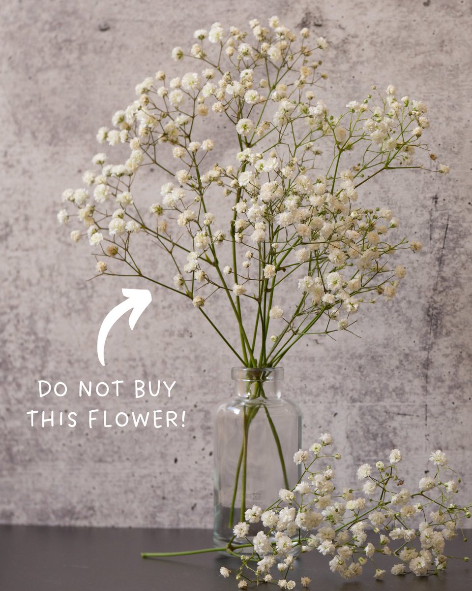 LRinvasives's tweet photo. Baby’s Breath is a highly invasive plant in BC.
Unfortunately, it’s still common to see it being sold in floral arrangements. Please avoid buying it!
Learn more:
https://t.co/ICwGEJTwUE https://t.co/PJ1qxTnpxE