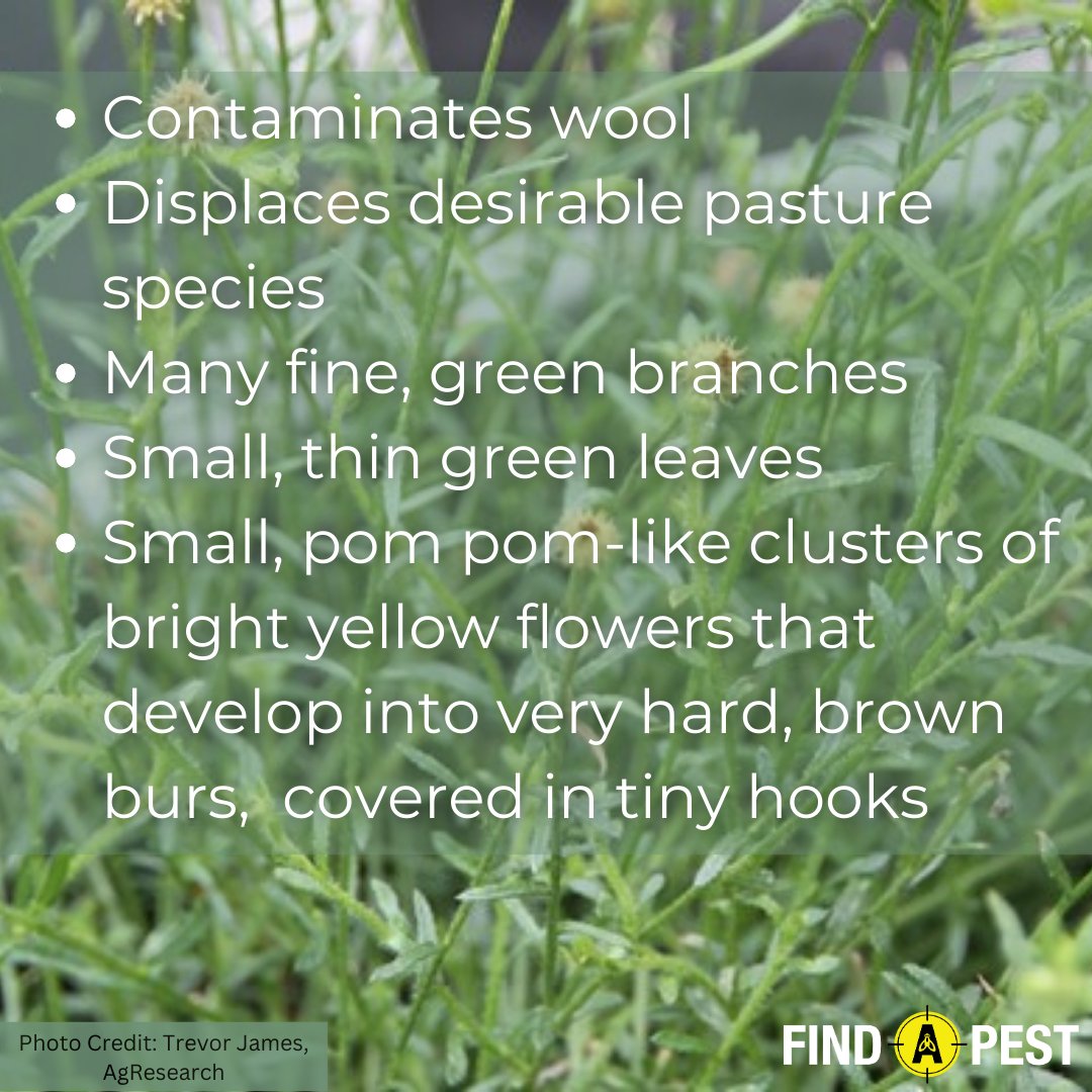 FindNz's tweet photo. Weedy Wednesday!
Have you seen Bur Daisy? Remove it and carefully dispose of it. Report any findings using the Find-A-Pest app.
This plant is a problem for wool and displaces pasture species.
#nzwool #pests https://t.co/KWkzjyXUJy