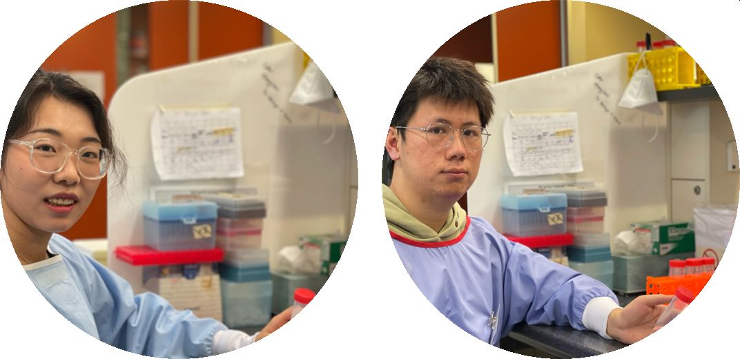 LabMuis's tweet image. Together we achieve better. 
Congratulations to @LabVenter&apos;s amazing 2 @UniofAdelaide Masters of Biotechnology students @sida0323 and @HanbiaoChen on passing their degrees with flying colours with projects on #AMR @UniversitySA.