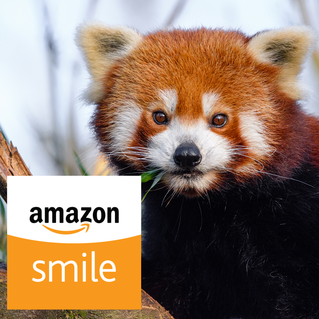 Red Panda Network on Twitter: "Doing your holiday shopping on Amazon? 🎁